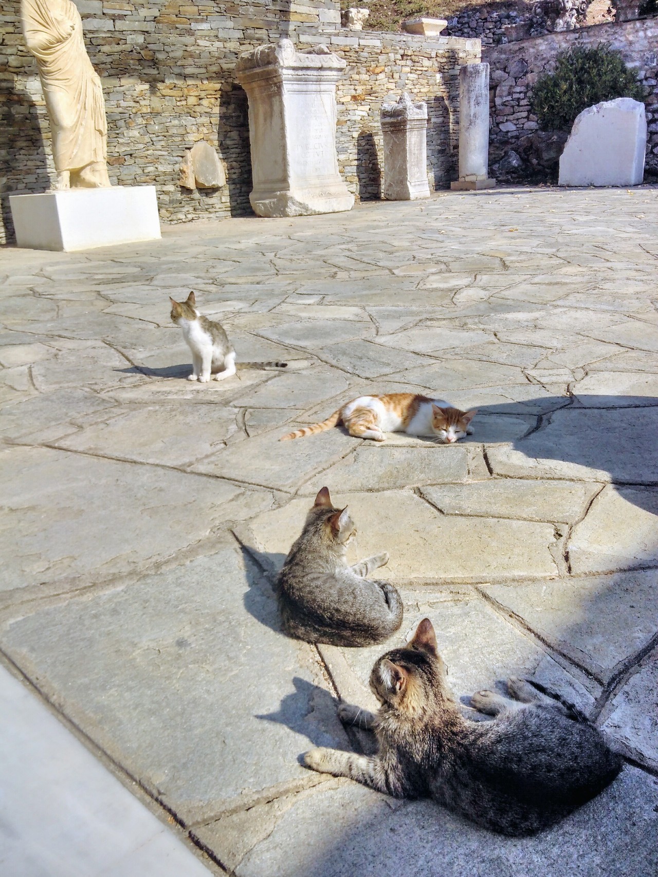 pylatroclus:
“one of my fav moments in greece this autumn - museum kittens enjoying the sun in philippi ☀🐈🏛
”