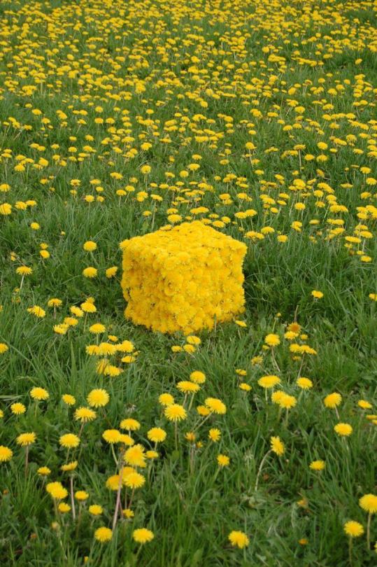 a patch of green grass sprinkled with dandelion flowers, a naturally growing flower with several bright yellow petals. in the middle of the image is a box that seems to be made entirely out of these flowers.  cube made by Marc Pouyet, thank you so much to karumizai-misc for letting me know the artist's name!