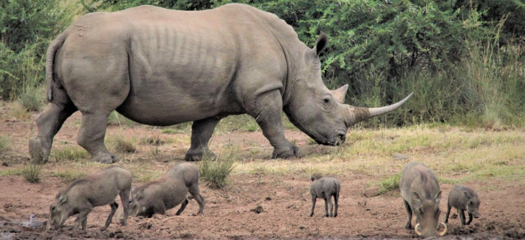 white rhino