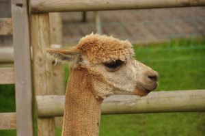 An alpaca (Vicugna pacos) at Screech Owl Sanctuary near St Columb Major, Cornwall, England.