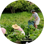 Gardening, people, sun hats, greenery