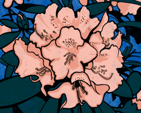 Hand drawn light pink rhododendrons 