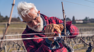 Marco Simonit demonstrates the Simonit&Sirch vine-pruning technique.