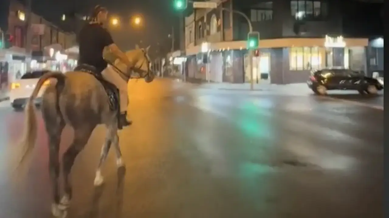 ‘Ever seen indicators on a horse?’: TikToker exposes little-known road rule