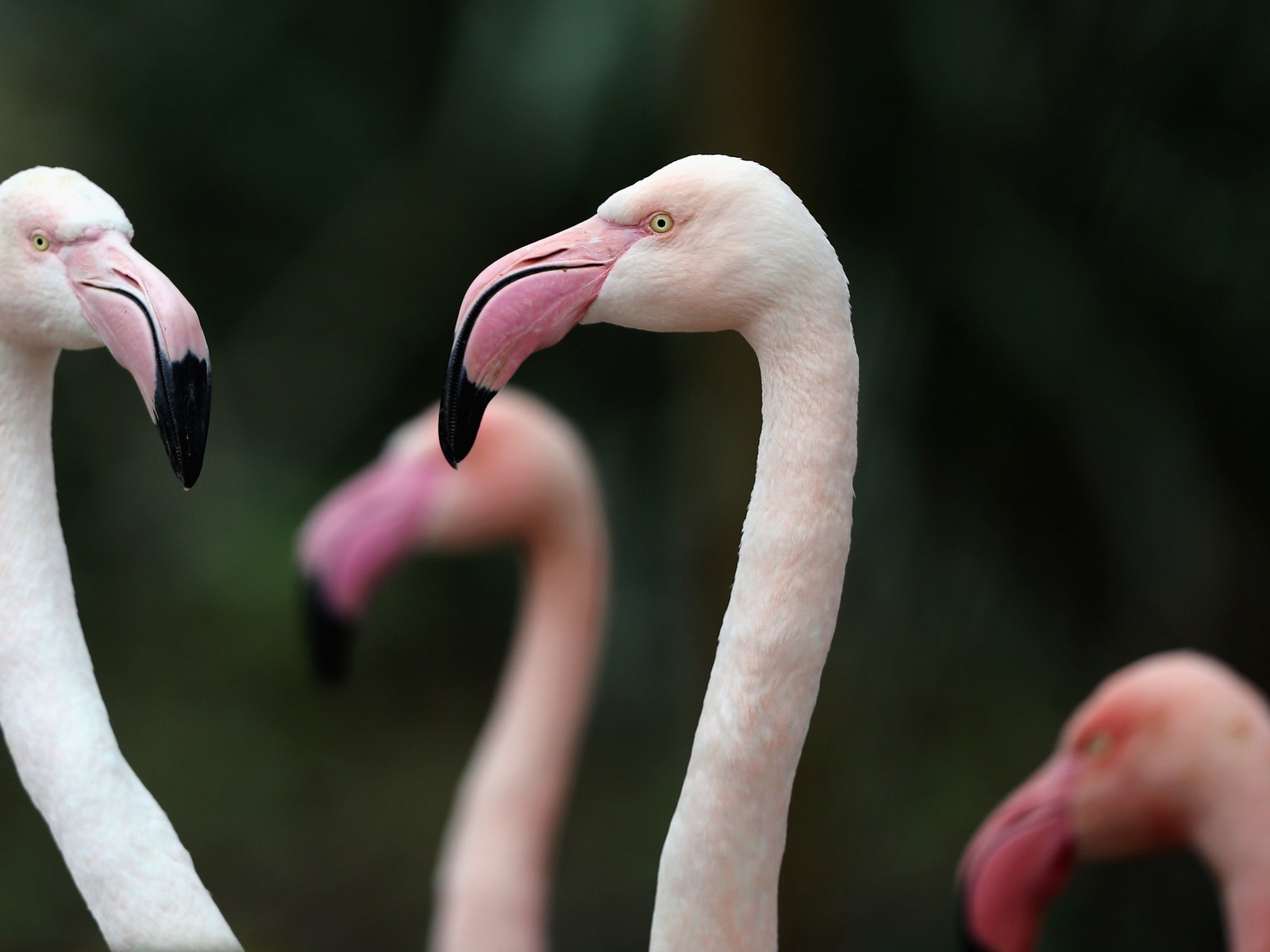 In an Exclusive Clip From Queer Planet, Learn About Super Gay Polyamorous Flamingos