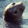 Young elephant seals in Peninsula Valdes, Argentina.