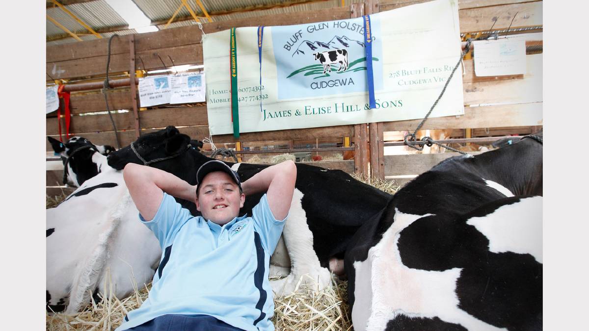 Cudgewa's Sam Hill, 14, relaxes with the cows from Bluff Gate Holsteins. 