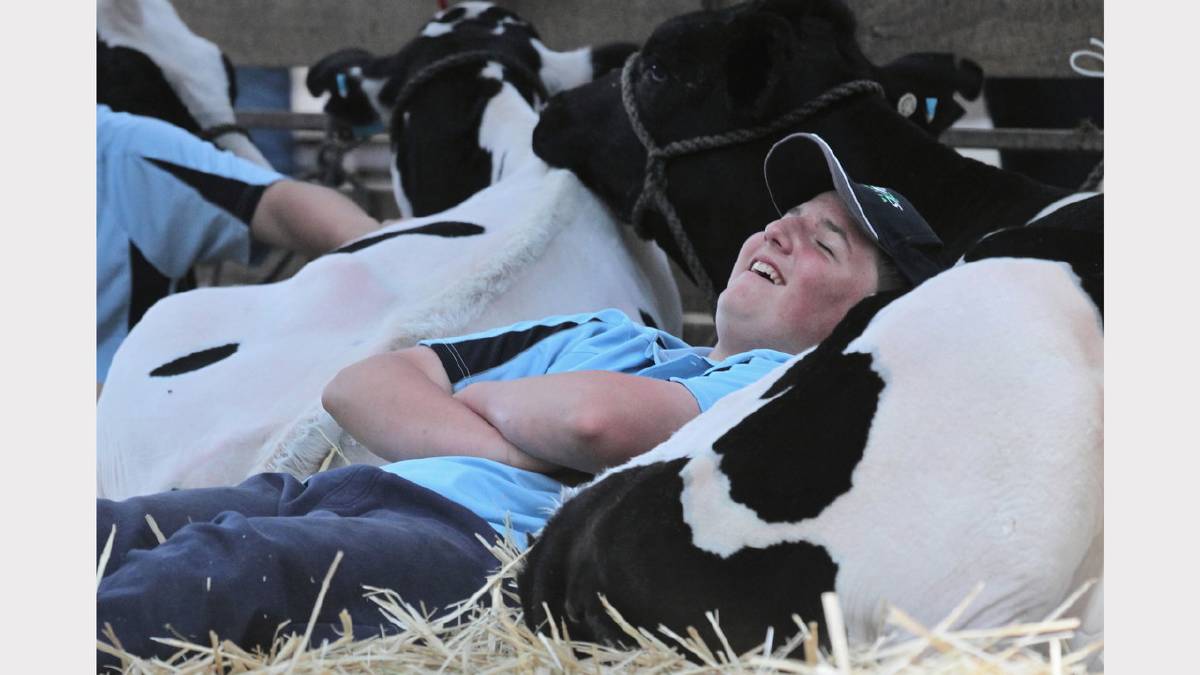 Sam Hill, 14, relaxes with some of his family’s winning Holstein cattle at the Myrtleford show. Pictures: BEN EYLES