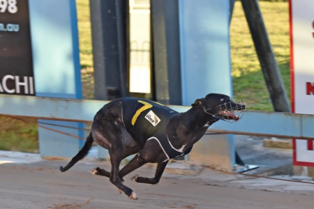 Push continues to ban greyhound industry