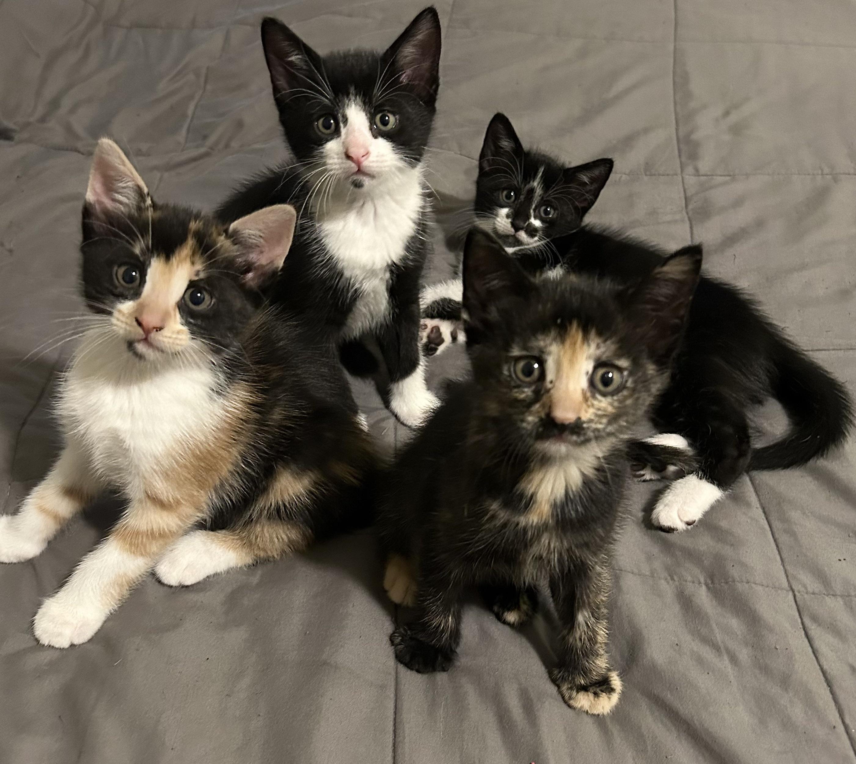 r/aww - My cat gave birth to 4 kittens last month. Finally got them all in one picture