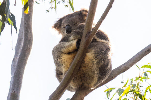 A koala in Morwell National Park, Victoria.  