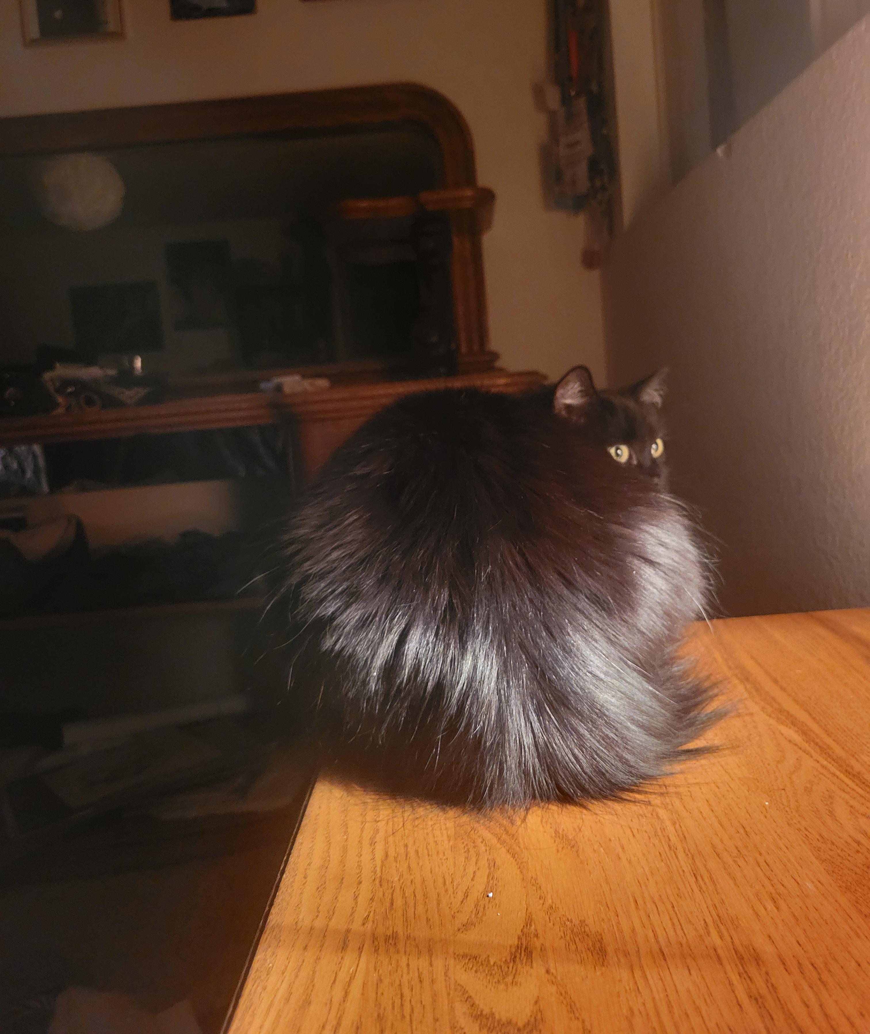 r/blackcats - Show me your roundest void