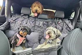 Is this the best car for your dogs?