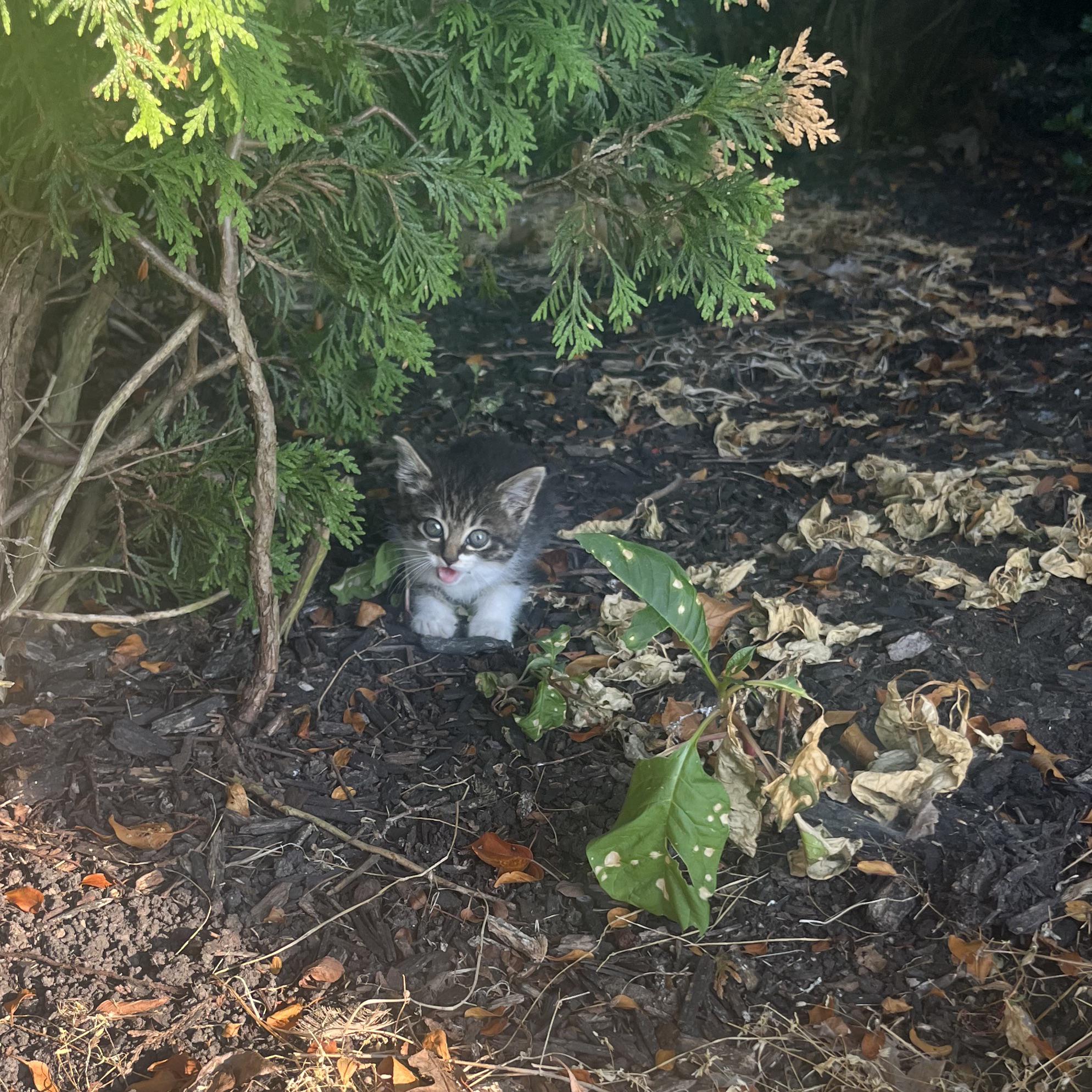 r/aww - A kitten has been hiding in bushes by our apartment. She’s so scared of people. It’s so hot, we put a little bowl of water where we’ve seen her. She’s so fast. We don’t know if momma is around. 💔