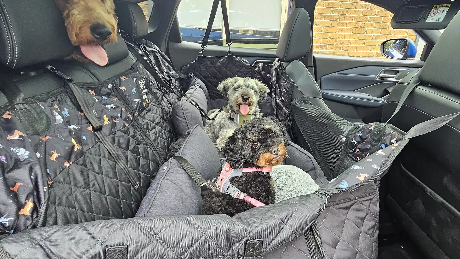 This small SUV was surprisingly perfect for my three dogs