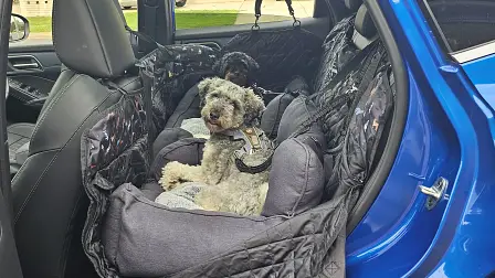 This small SUV was surprisingly perfect for my three dogs