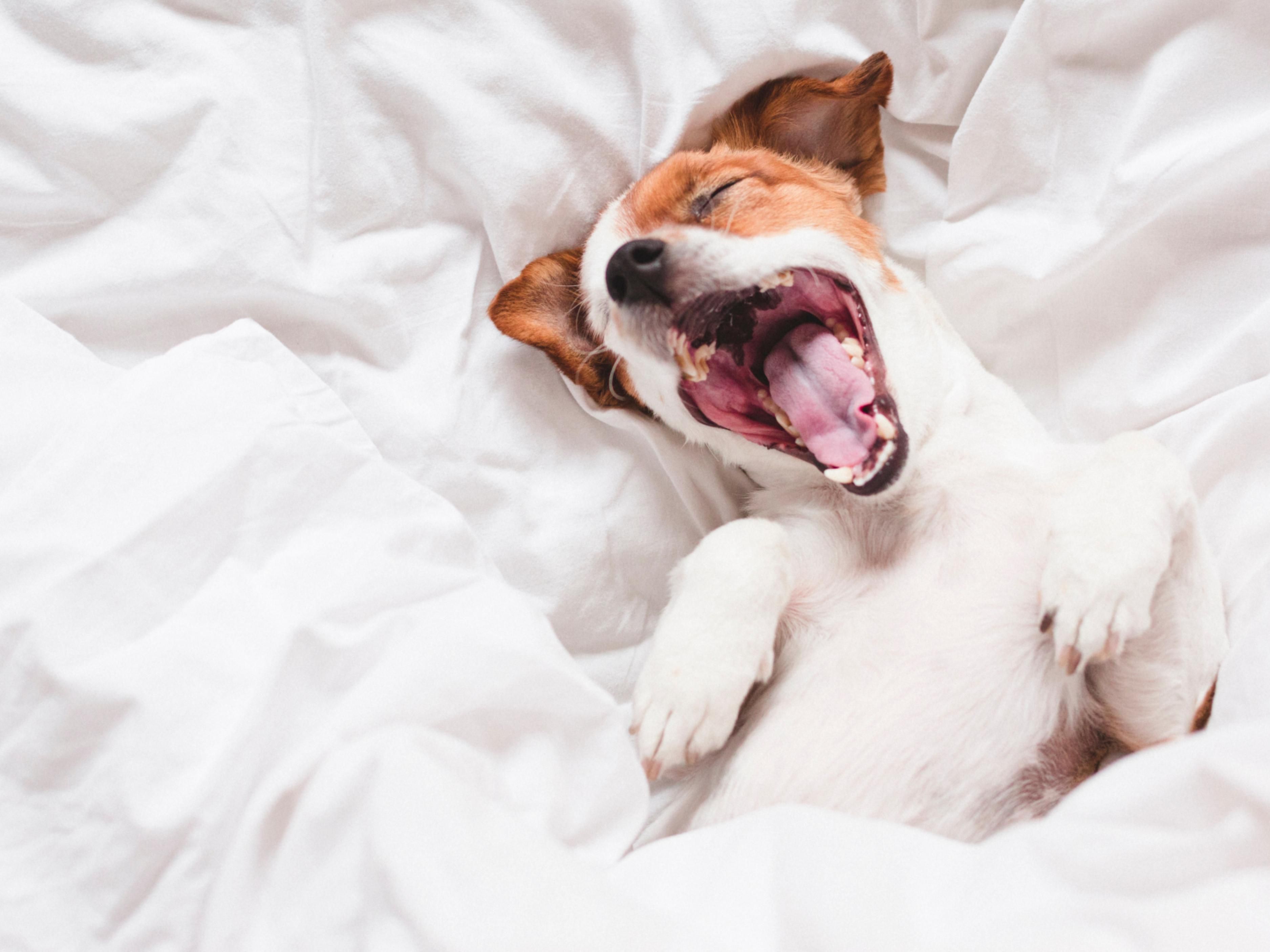 Dog sleeping in a bed at the InterContinental Toronto