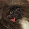 Dogged determination: Wild Thang crowned world’s ugliest dog - at the fifth attempt