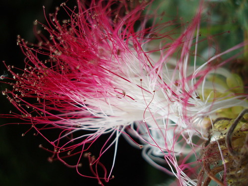 Amazonian flower