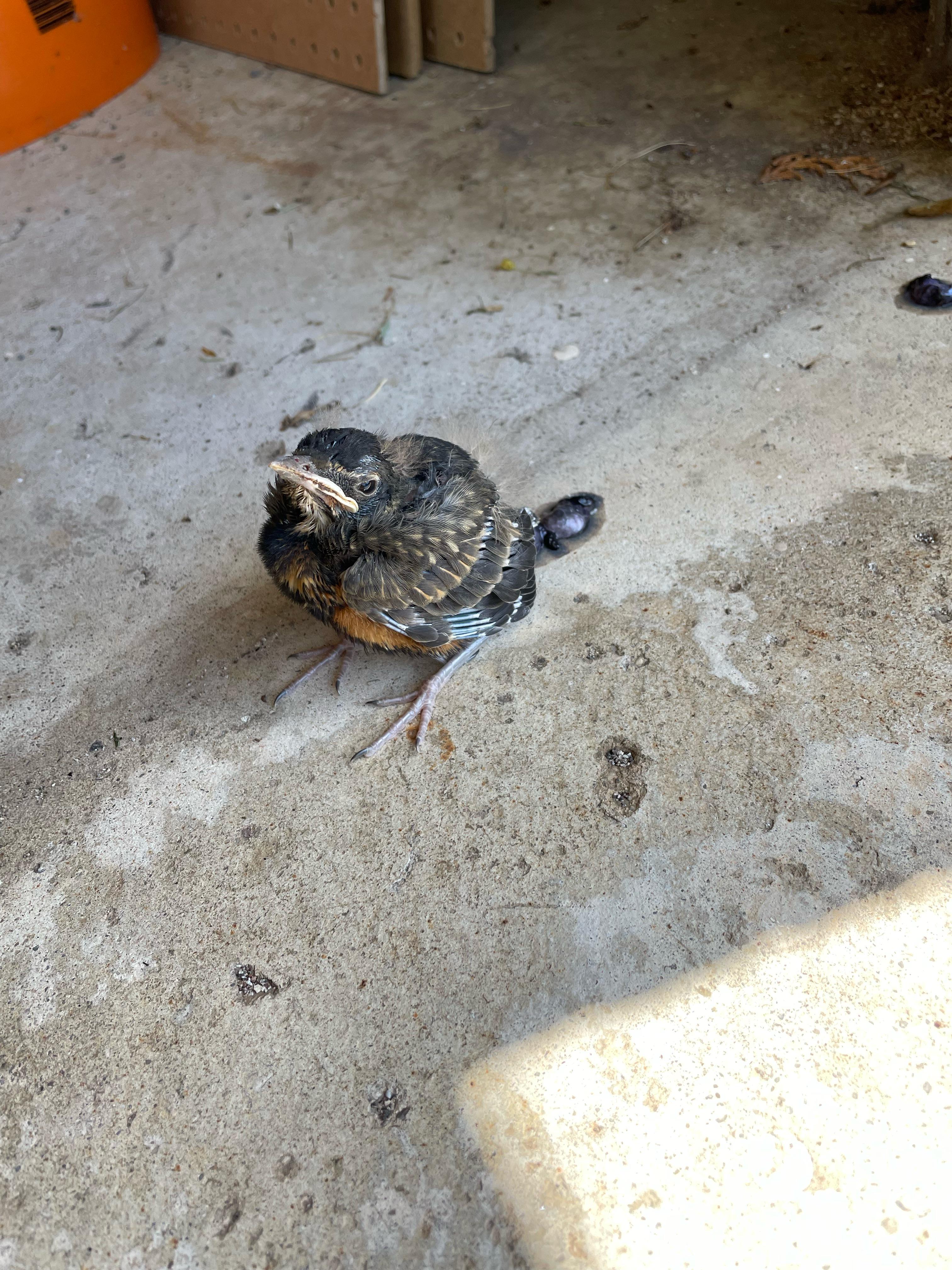 r/mildlyinteresting - This bird just standing in my garage, unafraid of me.