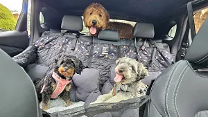 Is this one of the best car hacks for your dogs?