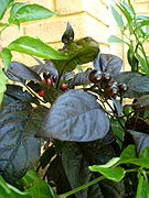 The Black Pearl cultivar