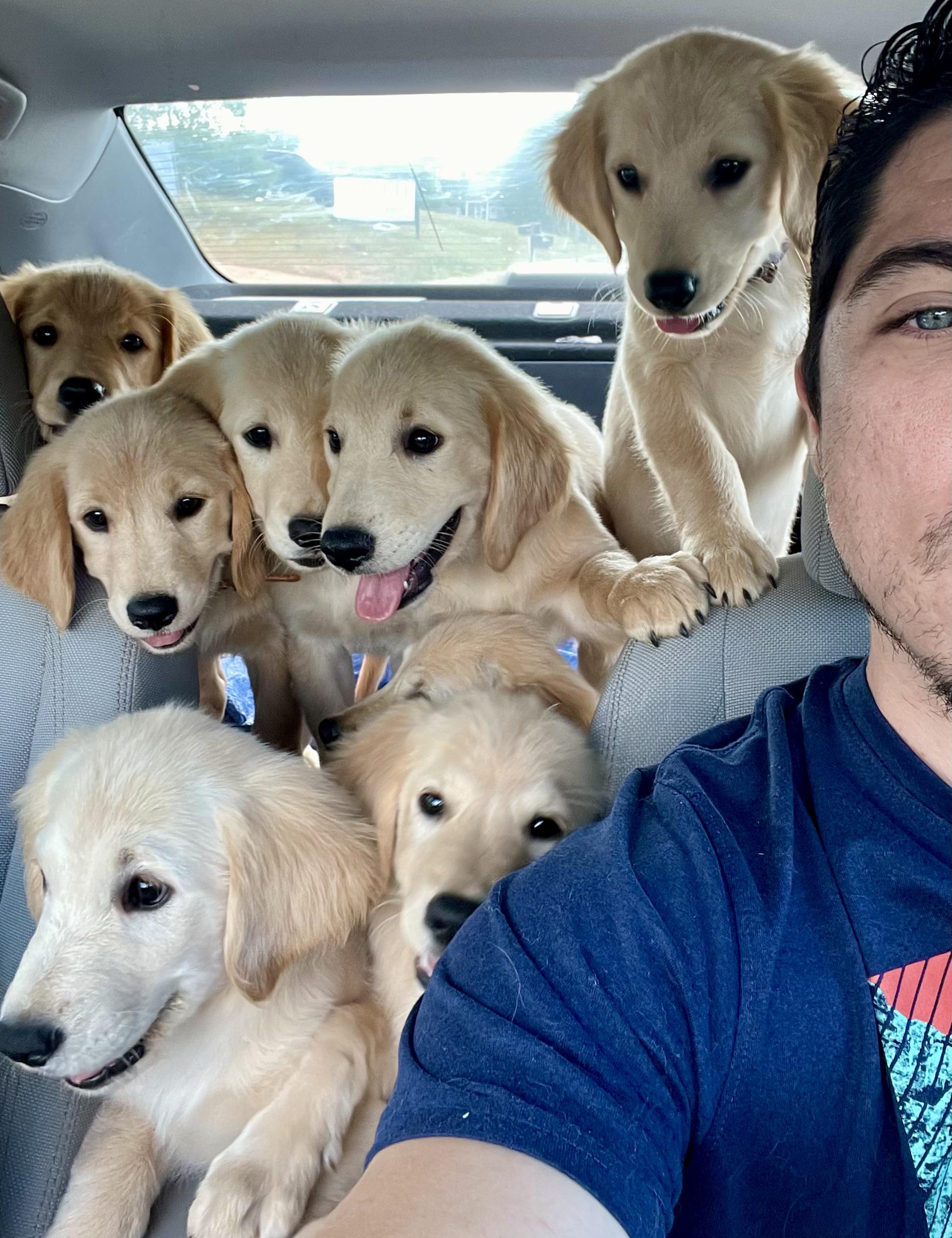 r/goldenretrievers - Just left the Vet..