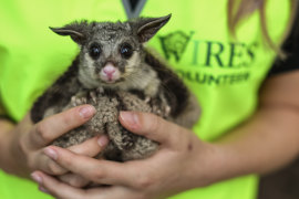 A WIRES volunteer carer holds a baby brush tail possum before it is to be released into the wild again.