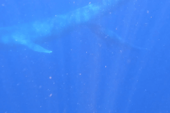 First-time underwater footage of a pygmy blue whale nursing a calf.