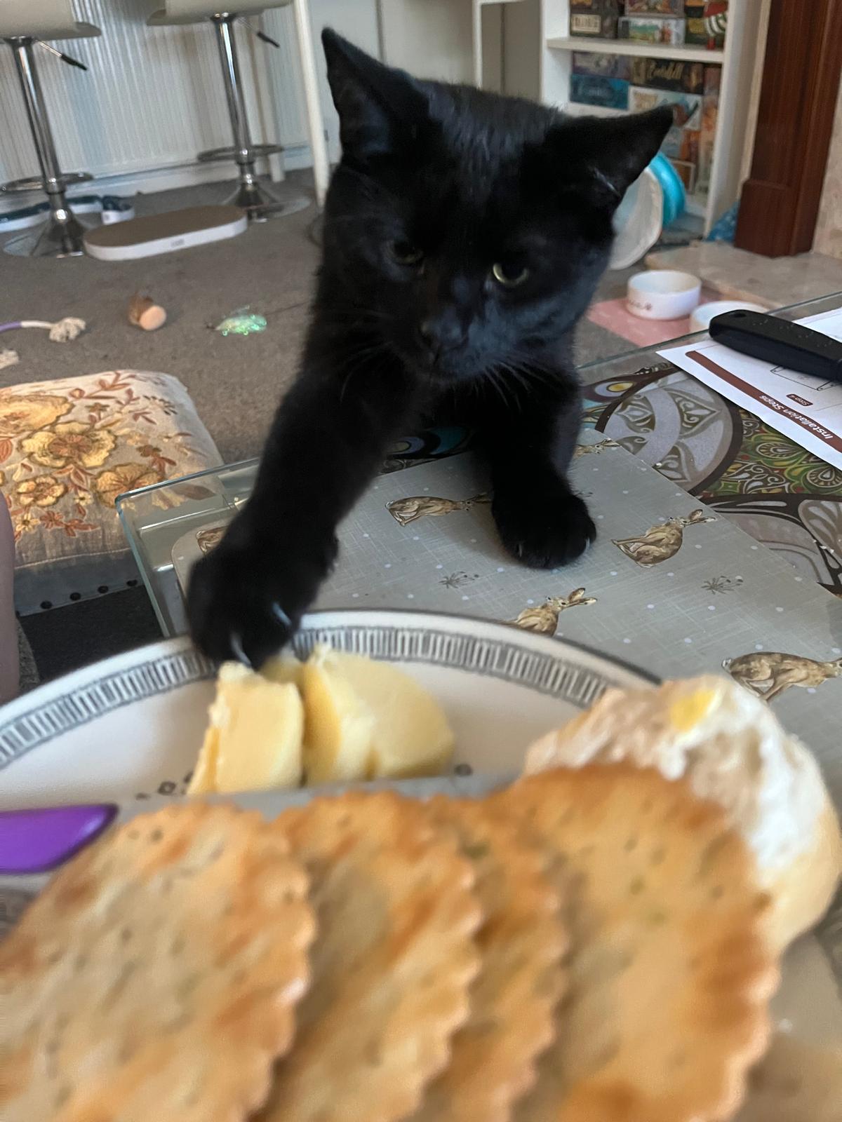 r/cats - What's your cats favourite food to attempt to steal?