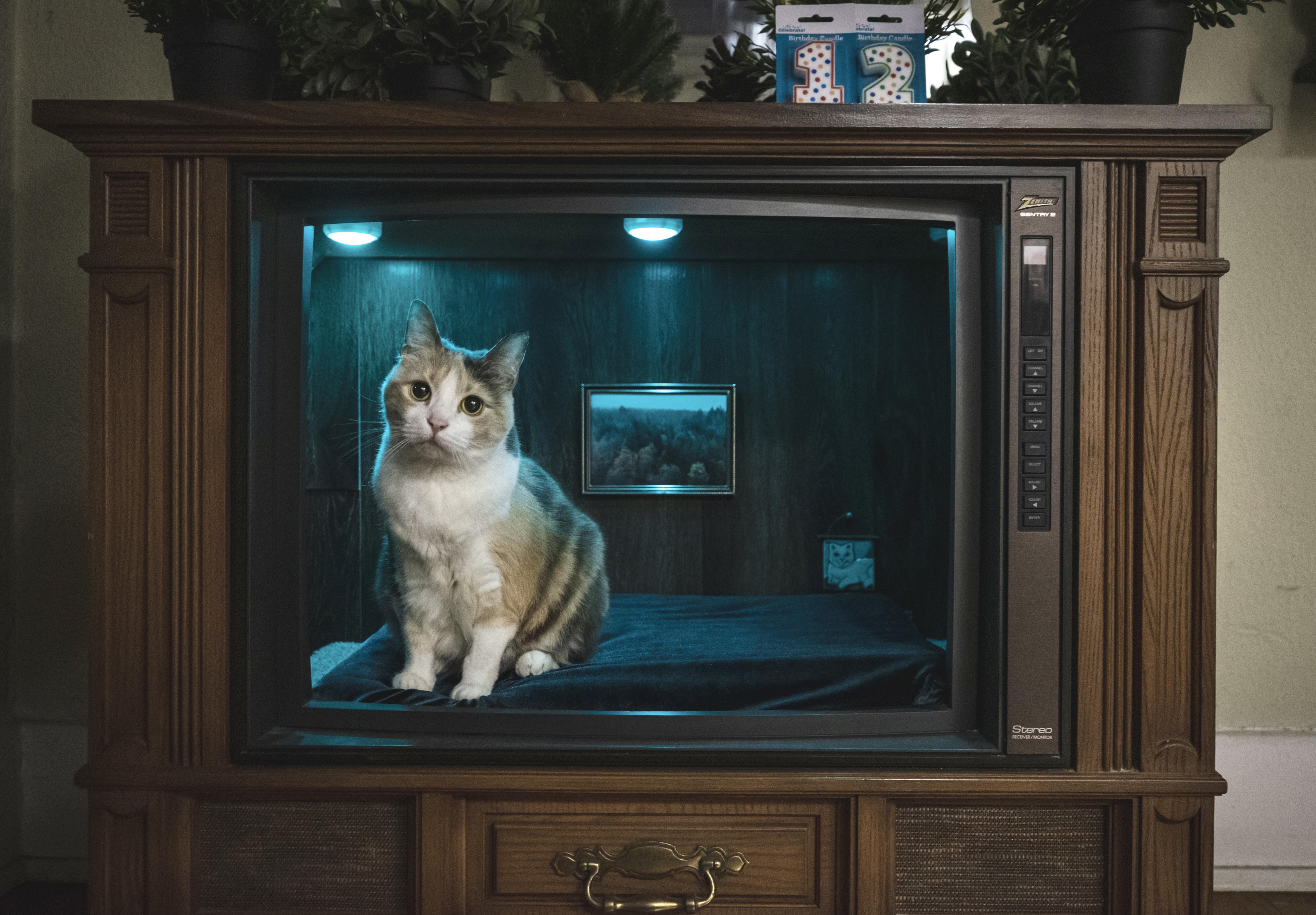 r/GTAGE - An old TV repurposed into a cat bed.