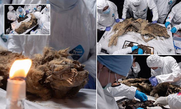 Amazingly-preserved ancient wolf with its fearsome teeth intact after 44,000 years is