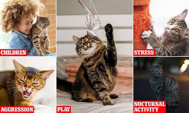 Revealed: The triggers that make cats scratch your furniture, according to scientists