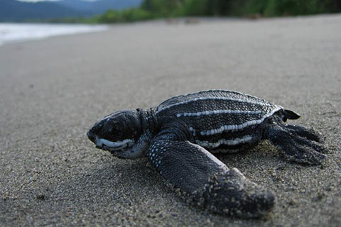 Fishery’s Expansion Threatens Endangered Leatherback Turtles Off California