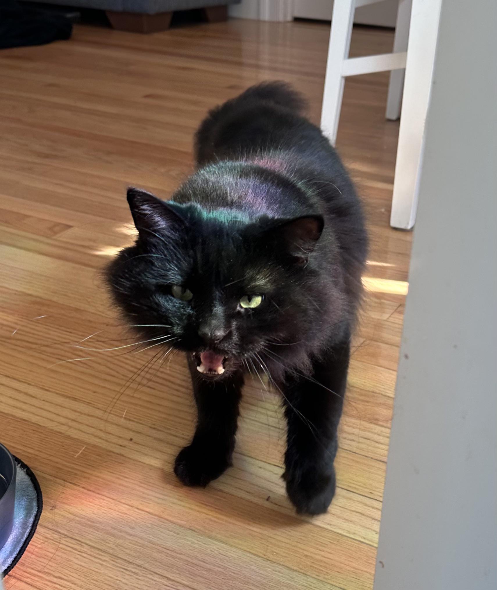 r/blackcats - every time i show someone a picture of him meowing they think he looks mean/scary :(