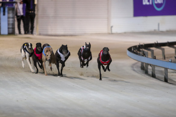 Greyhound racing will continues as the feud between Greyhound Racing and the Dapto Agricultural and Horticultural Society heads to court next February. 