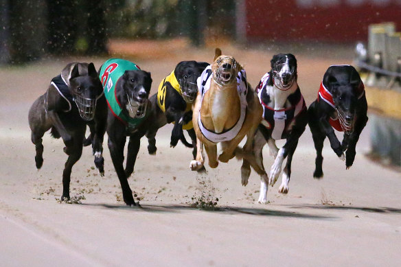 Despite allegations of animal welfare abuses, the Premier has vowed the sport will continue in NSW.