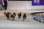 Greyhound racing will continues as the feud between Greyhound Racing and the Dapto Agricultural and Horticultural Society heads to court next February. 