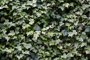 a wall full of ivy leaves in different colors and sizes