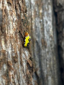 Close-up photograph of a bug scientifically know as "Podontia congregata" sitting on a tree.