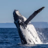 Humpback whale off the coast of Cronulla and Bundeena this winter.