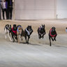 Greyhound racing will continues as the feud between Greyhound Racing and the Dapto Agricultural and Horticultural Society heads to court next February. 