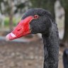 Black swans are highly susceptible to bird flu.