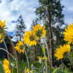 Methow Valley Mountain Biking