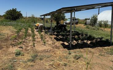 Farmers turn to Solar Panels to shade Crops, Save Water and generate Power