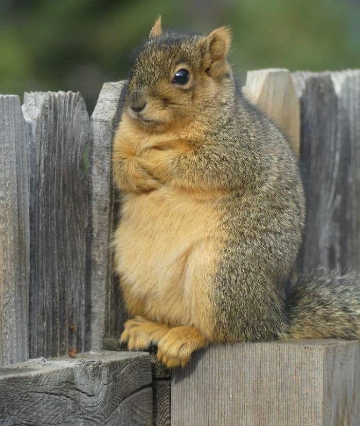 r/FunnyAnimals - This Funny Angry Squirrel 🐿