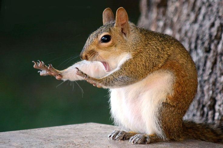 r/FunnyAnimals - This Funny Squirrel