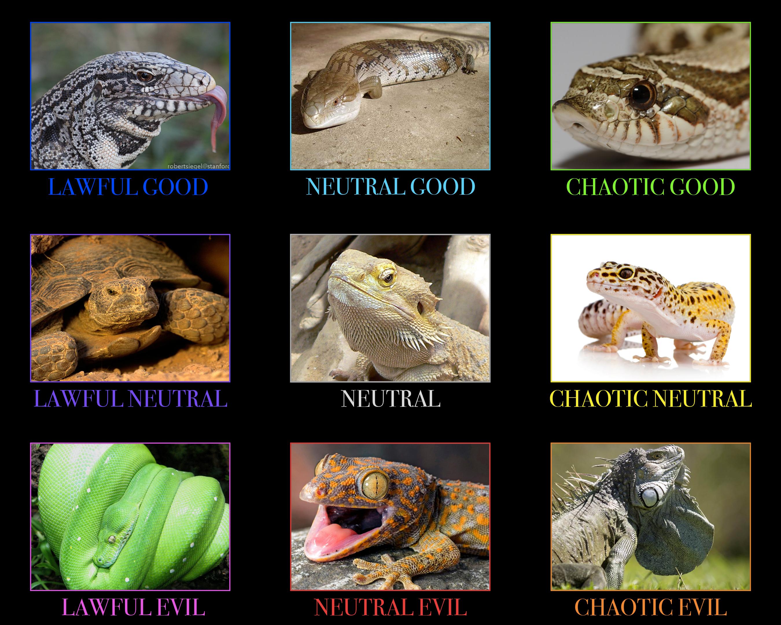 r/AlignmentCharts - Exotic Pet Reptile Alignment Chart