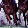 Racing returns to Dubbo on Monday for an eight-race meeting.