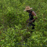 Roger Guzman harvests coca leaves in the small town of Cano Cabra, in central Colombia.